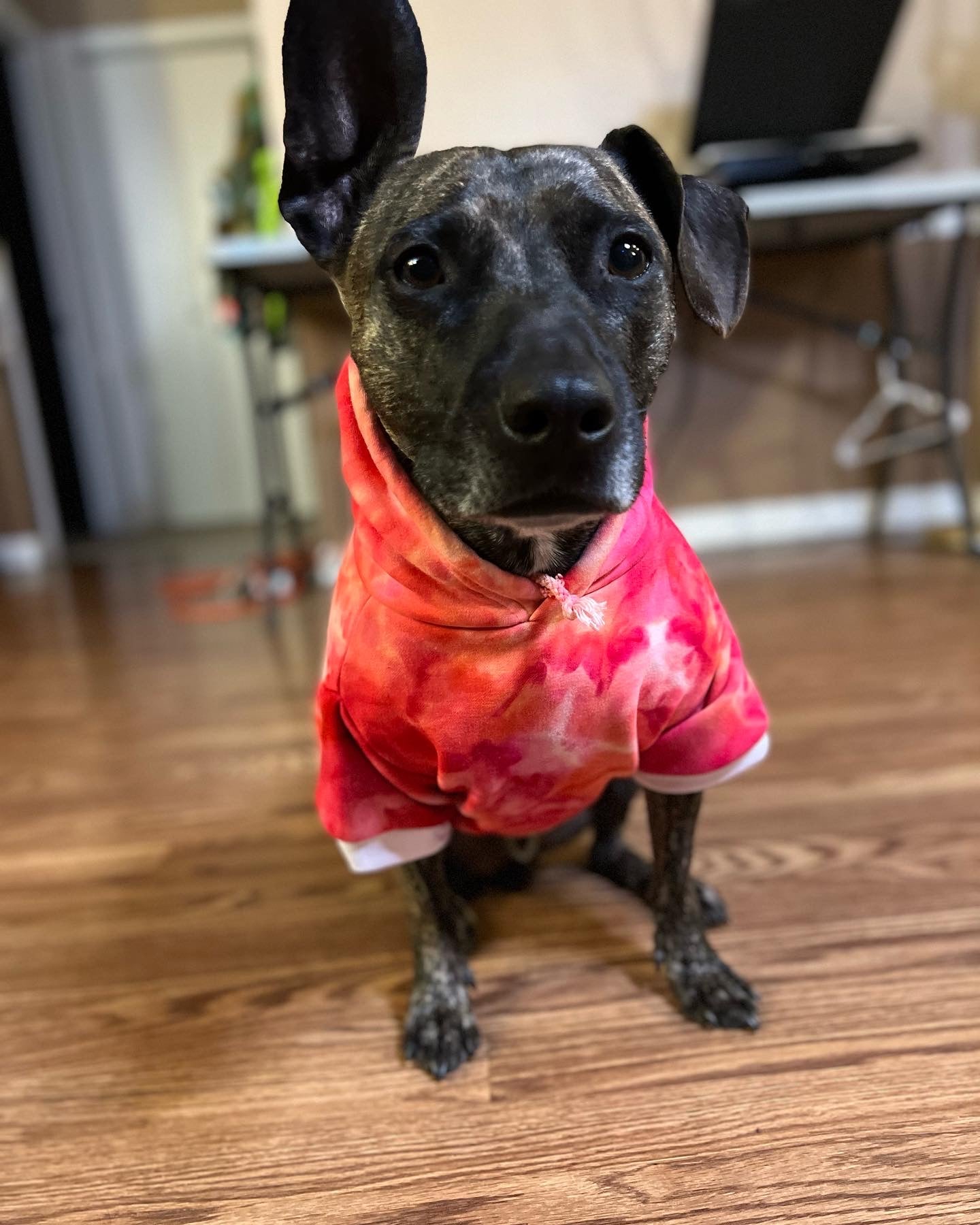 PRE-ORDER --DOG HOODIE - TIE DYE - Merlscreations